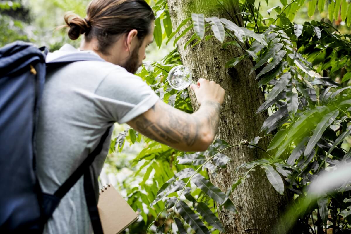 Mężczyzna ogląda drzewo przez lupę podczas przeprowadzania ekspertyzy dendrologicznej.